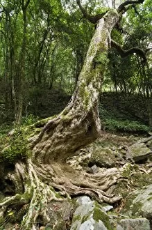 Kanooka tree (water gum), Den of Nagun, Mitchell River National Park, Victoria