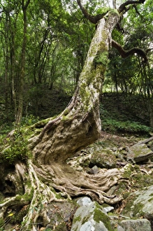 Images Dated 25th December 2007: Kanooka tree (water gum), Den of Nagun, Mitchell River National Park, Victoria