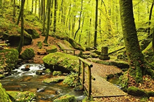 Palatinate Forest Prints: Karlstal gorge, near Trippstadt, Palatinate Forest, Rhineland-Palatinate, Germany, Europe