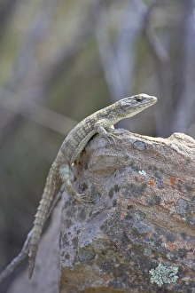 Images Dated 10th November 2006: Karoo girdled lizard (Cordylus polyzonus), Mountain Zebra National Park