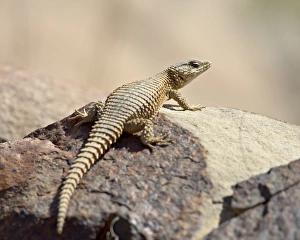 Images Dated 11th November 2006: Karoo girdled lizard (Cordylus polyzonus), Mountain Zebra National Park