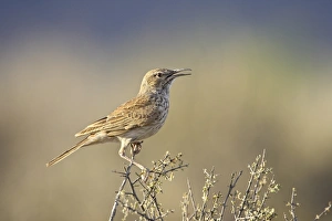 Images Dated 11th November 2006: Karoo long-billed lark (Certhilauda subcoronata), Karoo National Park, South Africa