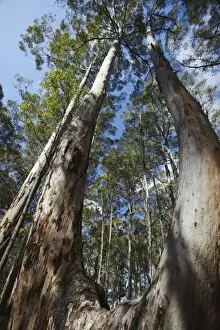 Images Dated 25th December 2010: Karri trees in Gloucester National Park, Pemberton, Western Australia, Australia, Pacific
