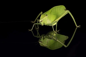 Wild Animals Prints: Katydid (Tettigoniidae), captive, Costa Rica, Central America