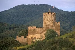 Images Dated 8th September 2010: Kaysersberg imperial castle built in the 13th and 14th centuries, Haut Rhin