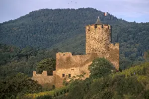 Imperial Prints: Kaysersberg imperial castle built in the 13th and 14th centuries, Haut Rhin