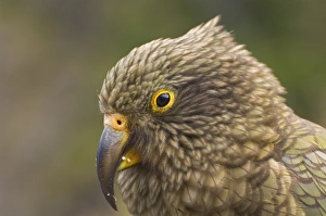 Images Dated 1st January 2000: Kea, Arthurs Pass