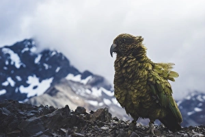 Parrot Prints: Kea on Avalanche Peak, Arthurs Pass, South Island, New Zealand, Pacific