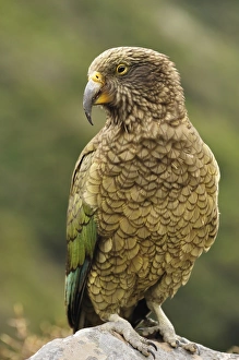Images Dated 20th April 2010: Kea (Nestor notabilis), Arthurs Pass, Canterbury high country, South Island