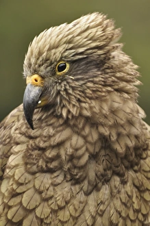 Images Dated 20th April 2010: Kea (Nestor notabilis), Arthurs Pass, Canterbury high country, South Island