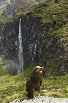 Otago Prints: A kea poses in front of a waterfall on Rob Roy Glacier Hiking Track