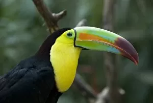 Images Dated 28th January 2010: Keel-billed toucan (rainbow-billed toucan) (Ramphastos Sulfuratus), Macaw Mountain Bird Park