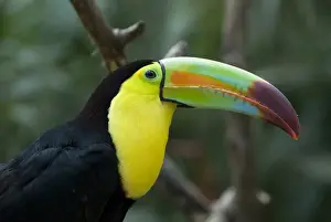 Beak Prints: Keel-billed toucan (rainbow-billed toucan) (Ramphastos Sulfuratus)