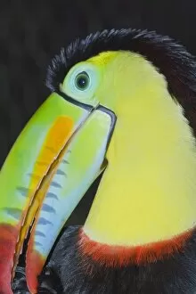 Keel-billed toucan (Ramphastos sulfuratus), Costa Rica, Central America