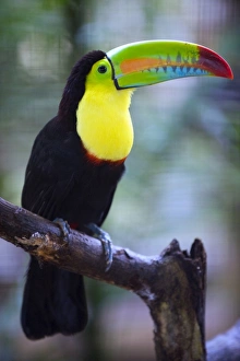 Images Dated 26th December 2010: Keel-billed Toucan (Ramphastos sulfuratus), Summit Botanical Gardens and Zoo