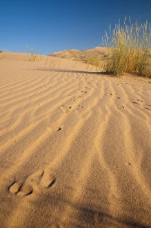 Images Dated 15th May 2009: Kelso Dunes, Mojave National Preserve, California, United States of America