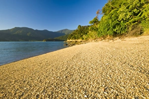 Images Dated 13th November 2008: Kenepuru Sound, South Island, New Zealand, Pacific