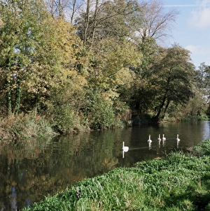 Berkshire Prints: Kennet and Avon Canal, Woolhampton, Berkshire, England, United Kingdom, Europe