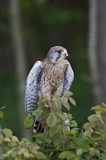 Kestrel Prints: Kestrel (Falco tinnunculus)