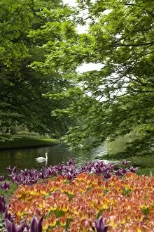 Images Dated 13th May 2008: Keukenhof gardens, Holland, Europe