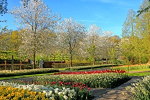 South Holland Prints: Keukenhof near Lisse, South Holland, Netherlands, Europe
