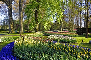 Keukenhof near Lisse, South Holland, Netherlands, Europe