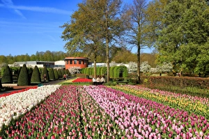 Keukenhof near Lisse, South Holland, Netherlands, Europe