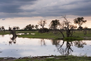 Khwai Concession Area Prints: Khwai Concession Area, Okavango Delta, Botswana, Africa