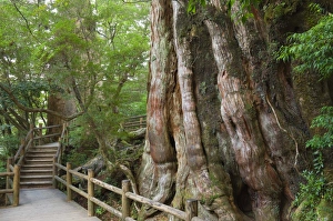 Kyushu Prints: Kigensugi Giant Sugi Cedar tree