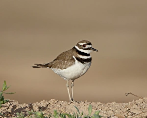 Salton Sea Prints: Killdeer (Charadrius vociferus), Salton Sea, California, United States of America