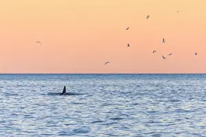Wild Animals Prints: A killer whale in the cold sea framed by seagulls flying in pink sky at dawn, Tungeneset