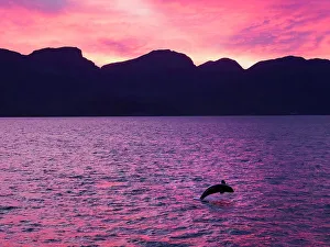 Jump Prints: Killer whale female calf (Orcinus orca)