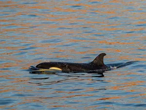 Marine Mammal Prints: Killer whale female (Orcinus orca)