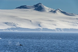 Part Of Prints: Killer whale (orca) (Orcinus orca), Weddell, Sea, Antarctica, Polar Regions