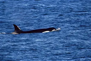 Islas Malvinas Prints: Killer whale (Orcinus orca) swimming near Sea Lion Island, Falkland Islands