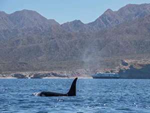 Baja California Prints: Killer whale pod (Orcinus orca)