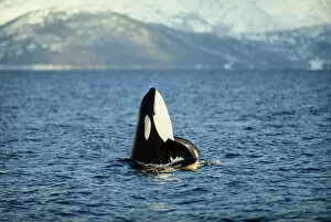Arctic Gallery: Killer whale spy hopping with calf in an Arctic Fjord