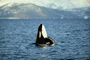 Arctic Gallery: Killer whale spy hopping with calf in an Arctic Fjord