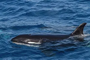 Large Prints: Killer whale surfaces in blue waters off Cabo Corso in Baja California Sur