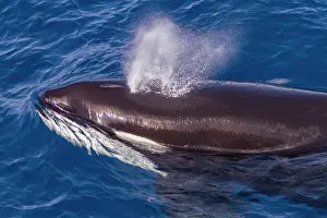Whale Prints: Killer whale surfaces in clear water off Cabo Corso, Baja California Sur, Mexico