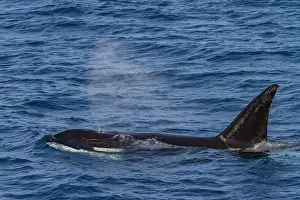 Sights Prints: Killer whale surfacing in open water off Cabo Corso in Baja California Sur, Mexico