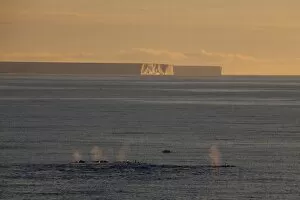 Images Dated 2nd January 2009: Killer whales (Orca) (Orcinus orca) in front of tabular icebergs, Southern Ocean