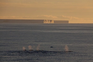 Images Dated 2nd January 2009: Killer whales (Orca) (Orcinus orca) in front of tabular icebergs, Southern Ocean