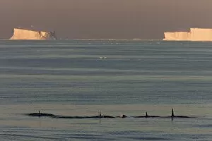 Images Dated 1st January 2009: Killer whales (Orca) (Orcinus orca) in front of tabular icebergs, Southern Ocean