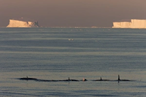 Images Dated 1st January 2009: Killer whales (Orca) (Orcinus orca) in front of tabular icebergs, Southern Ocean