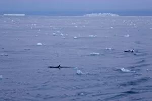 Images Dated 2nd January 2009: Killer whales (Orca) (Orcinus orca) in front of tabular icebergs, Southern Ocean