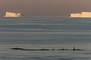 Dorsal Fin Prints: Killer whales (Orca) (Orcinus orca) in front of tabular icebergs, Southern Ocean