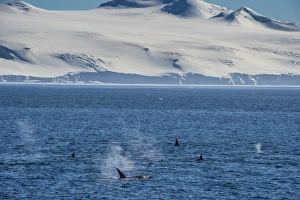 Killer whales (orcas) (Orcinus orca) hunting, Weddell, Sea, Antarctica, Polar Regions