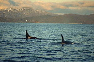 Whales Prints: Killer whales (Orcinus Orca) research, wintertime, Tysfjord, Arctic, Norway