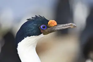 Rockhopper Point Prints: King cormorant (Imperial cormorant) (Phalacrocorax atriceps) portrait